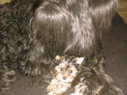 Gizmo &amp; Samson
