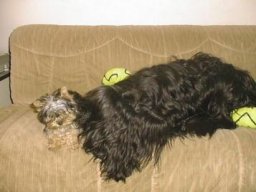 Gizmo &amp; Yazoo