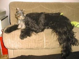 Gizmo &amp; Yazoo