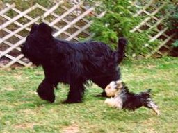 Gizmo &amp; Yazoo