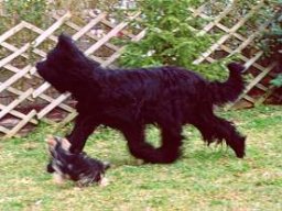 Gizmo &amp; Yazoo