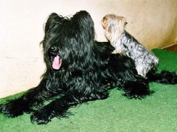 Gizmo &amp; Yazoo