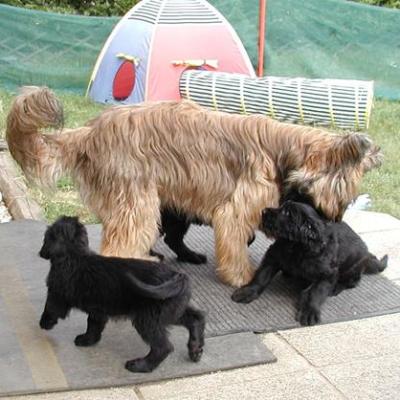 Zabou Pups02318