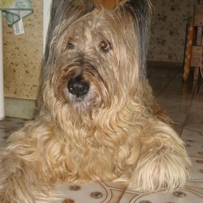Lishi 31.01.2009 02