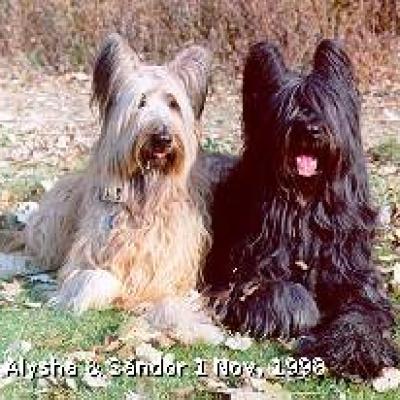 Sandor41g