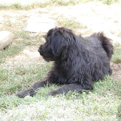 Gus026360