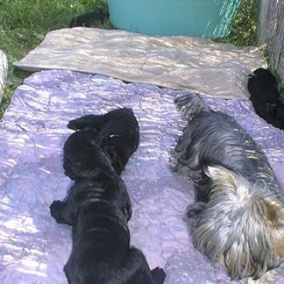 E 81 Gizmo002