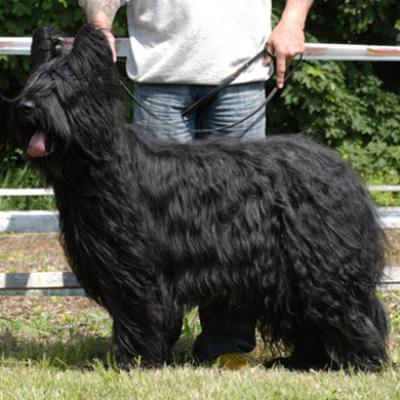 Frizzy440