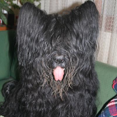 Frizzy497