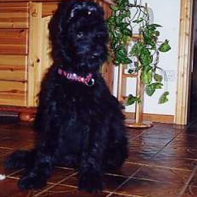 Sasi2