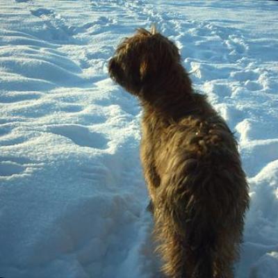 Grisu 20070126 01
