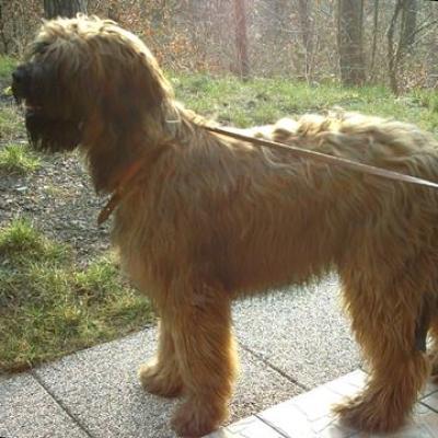 Grisu 20070307