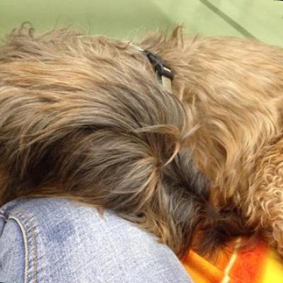 20141215 Kiara Vetmed2