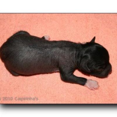 01 01huendin Female Hairless