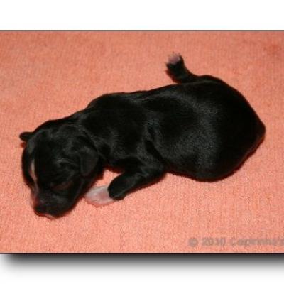04 03huendin Female Powderpuff