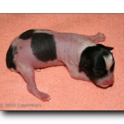 04 04huendin Female Hairless