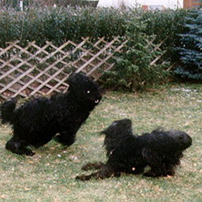 Batida165
