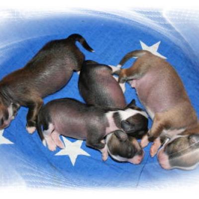 01 N Wurf 10 Tage N Litter 10 Days