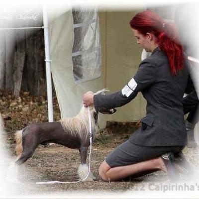 009 Cacib Pleven 27 28 Oct 2012
