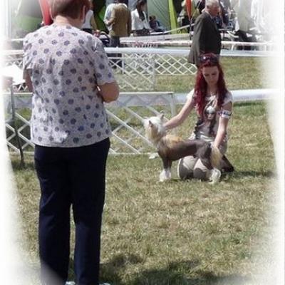 025 Cacib Velence 20 June 2015