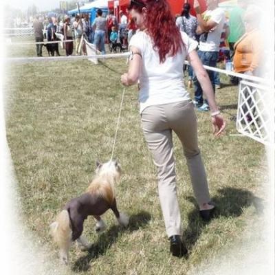 026 Cacib Velence 20 June 2015