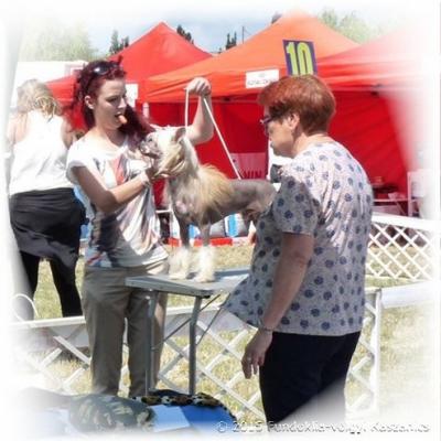 027 Cacib Velence 20 June 2015