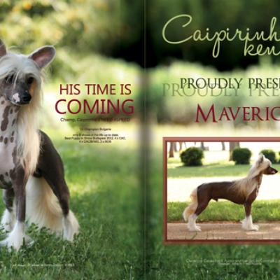 Mavrick