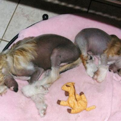 36 20110905 Needy 01
