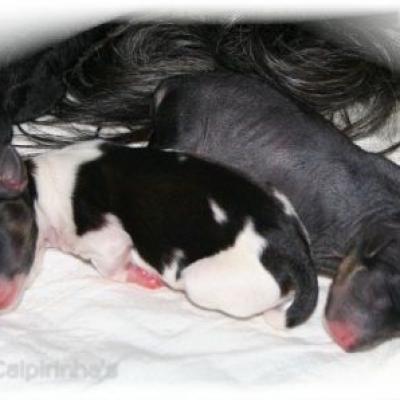 02 O Wurf O Litter 8 Feb 2012