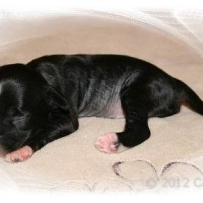 03 Hl Ruede Hl Male