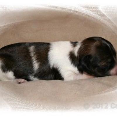 07 Pp Huendin Pp Female