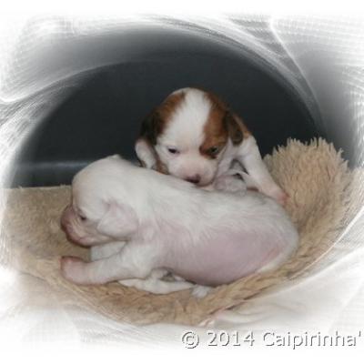 01 5 June 2014 Rueden Boys