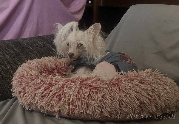 Memy fast 14,5 Jahre